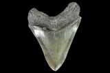 Serrated, Fossil Megalodon Tooth - Georgia #104564-2